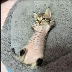 Meet your Posher, Haerin